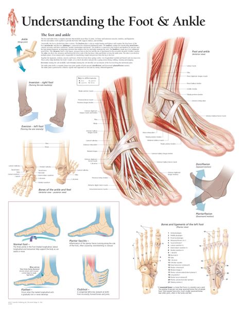 Understanding the Foot & Ankle | Scientific Publishing