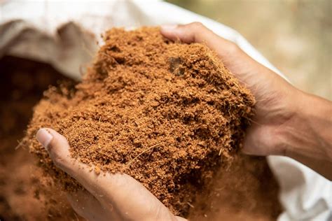 Coco Coir vs Peat: Practical Facts You Need to Know – Seacliff Organics