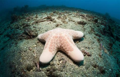 Granulated Sea Star | Starfish species, Species, Starfish