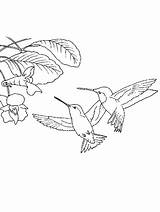 Hummingbird coloring Page sketch template