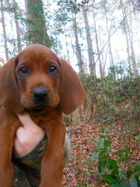 Red... The cutest Redbone Coonhound puppy around how could you not love this face ?! Ahh I can't ...