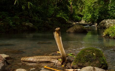 Hintergrundbilder : Wald, Wasserfall, Tiere, Wasser, Rock, Natur, Schlange, Fluss, Tierwelt ...