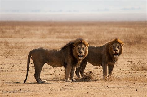 Ngorongoro Lions | Male lion, Lions, African lion