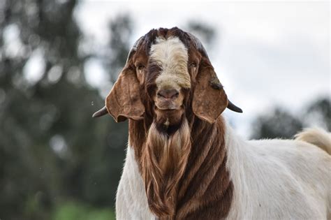 Why breed Boer Goats — BGBAA — BGBAA