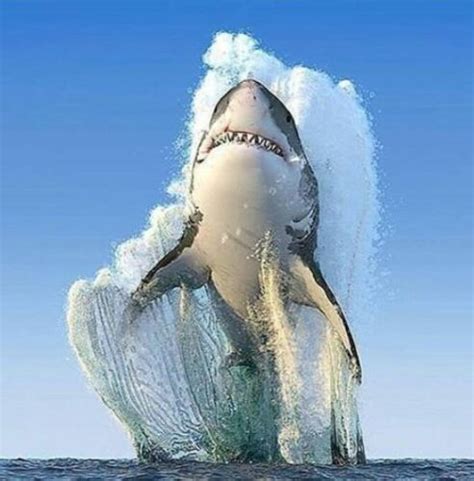 SHARK jumping out of water - Wiolo.com