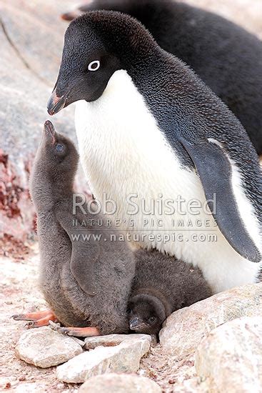 Adelie penguins with two chicks in nest, in breeding colony (Pygoscelis adeliae, Spheniscidae ...