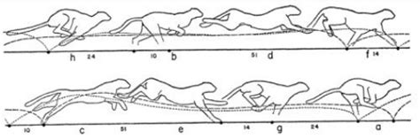 Cheetah - Animal Locomotion