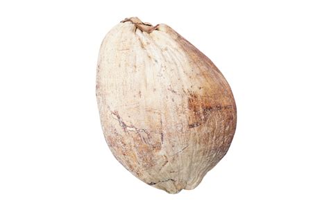 Dried coconut for propagation 20952118 PNG