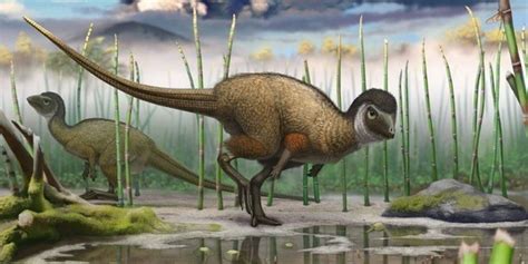 Dinosaur Feathers May Have Been Way More Common Than Once Thought | HuffPost