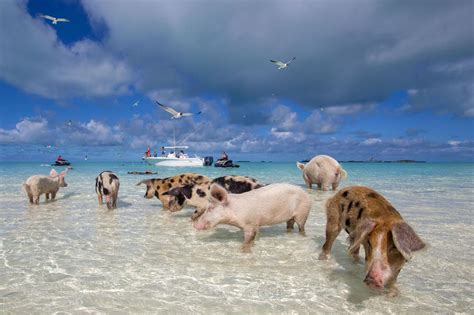 Bienvenue à la baie des cochons | Swimming pigs, Pig beach, Pig beach bahamas