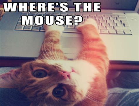 28++ Funny Keyboard Cat Memes - Factory Memes