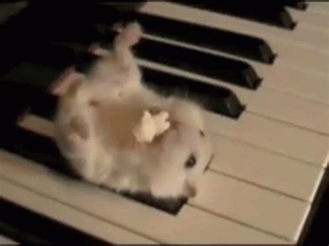 Hamster Eating Popcorn On Piano GIF - Hamster HamsterEating HamsterEatingPopcorn - Discover ...