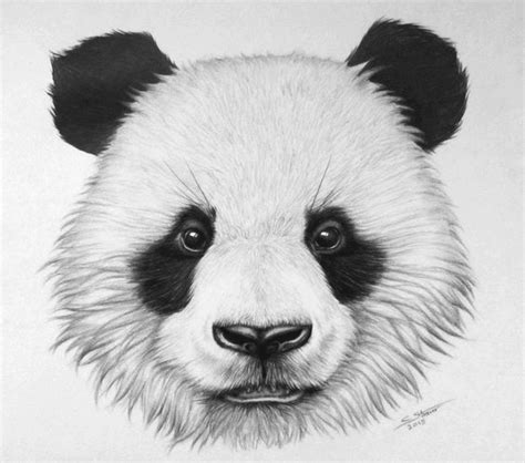 Dibujo de Oso Panda por LethalChris en DeviantArt | Panda drawing, Panda art, Bear sketch