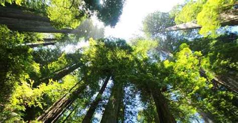 Types of Forests (Forest Biome): Temperate, Tropical, Boreal, and More