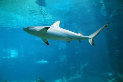 Black Reef Tip Shark Free Stock Photo - Public Domain Pictures