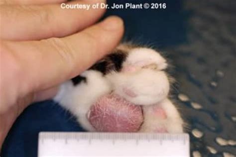 treating pillow foot in cats - You Did A Great Job Profile Photographs