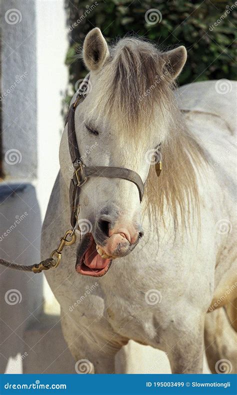 Neighing Horse Royalty-Free Stock Photography | CartoonDealer.com #58414733