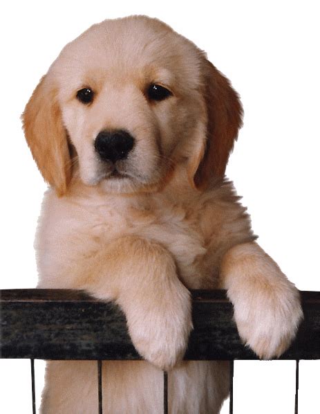 Pin by Debi Wedd on ♞Gif Animals | Cute puppies, Labrador wallpaper, Golden retriever