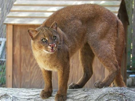 ainawgsd:JaguarundiThe jaguarundi (Puma yagouaroundi) or eyra cat is a ...