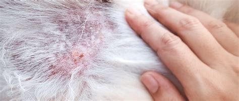 The Canine Skin and Ear Bacterial Microbiota