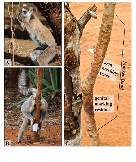 (A) Male lemur stands to arm-marking a forked stem by anchoring with ...