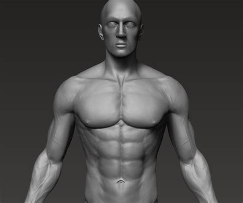 ArtStation - Anatomically correct muscular male body Low and High Poly ...