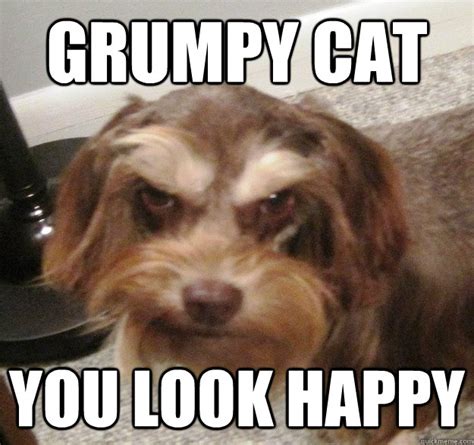 Very Grumpy Dog memes | quickmeme