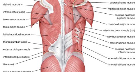 Low Back Muscles Anatomy | Images and Photos finder