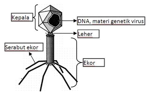 Ciri dan Struktur Virus - Info Pendidikan dan Biologi