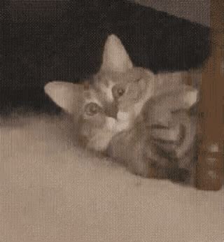 Cat Stare GIF - Cat Stare - Discover & Share GIFs