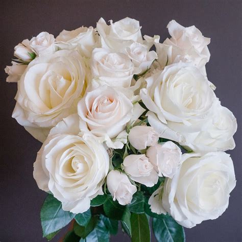 Popular white rose varieties: Polar Star, Escimo, Vendela, White ...