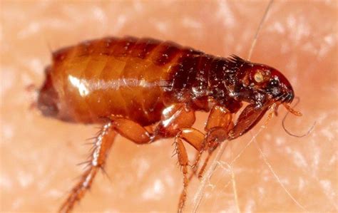 Blog - Dallas Resident's Complete Guide To Flea Control