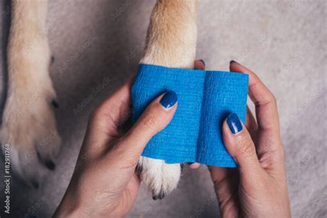 How Long To Keep Bandage On Dog Paw? - DoggyShoe.com