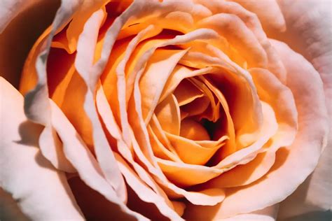 Peach Rose Meaning and The Beauty of This Flower - FlowerAdvisor Blog