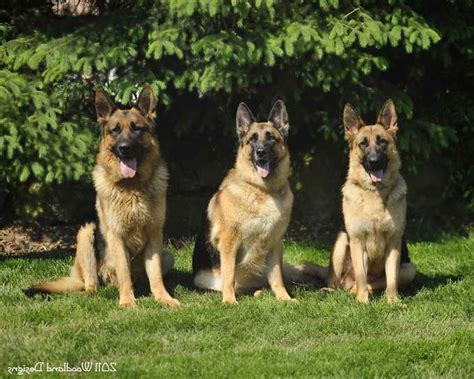 German Shepherd Puppies For Sale Oahu | PETSIDI