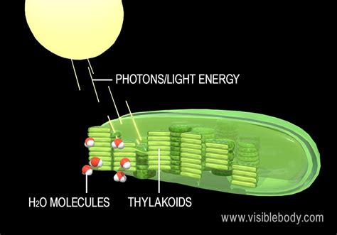 Light-Dependent and Light-Independent Reactions