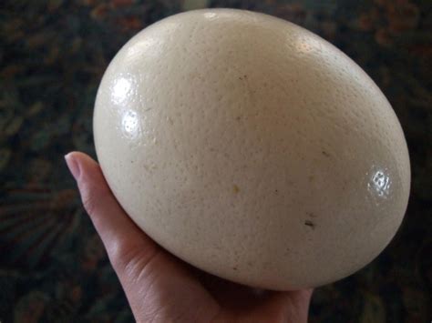 What is the size of an ostrich egg? Is it a single cell or a group of cells?