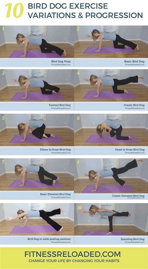 Today I’m going to show you 10 bird dog exercise variations that cover ...