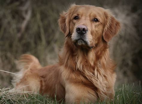 What is a Field Golden Retriever? Key Differences!