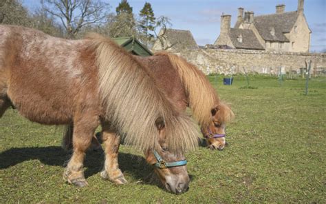 Cogges Manor Farm, Witney, Oxfordshire