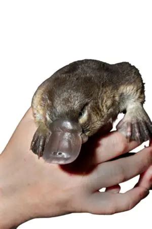 Can You Have A Platypus As A Pet? (Should You?) - UntamedAnimals