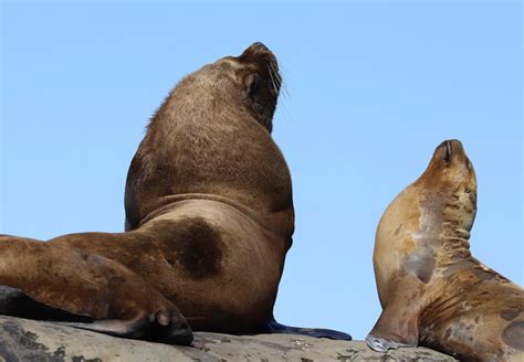 Ketchikan Wildlife, Sightseeing and Whale Watching Tour | Alaska Shore ...