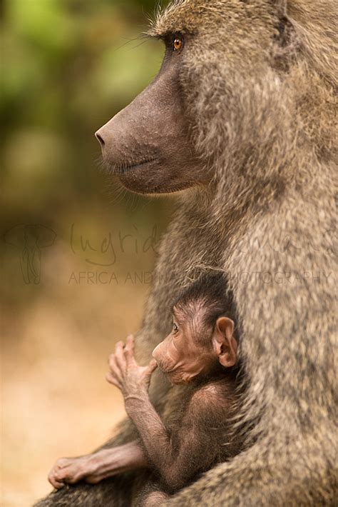 Other Mammals Of Africa | Ingrid Vekemans