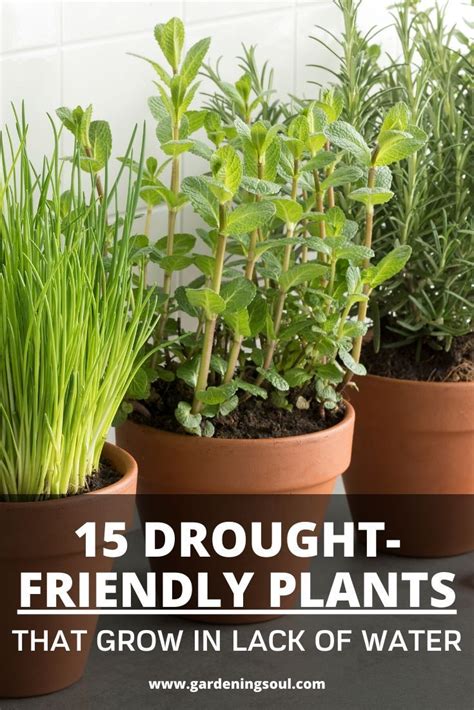 15 Drought-Friendly Plants That Grow In Lack Of Water | Plants, Drought ...