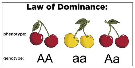 Law of Dominance — Definition & Role - Expii | Dominant, Law, Definitions