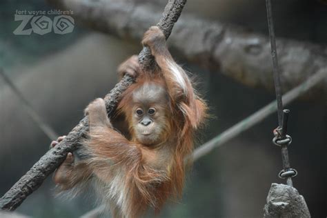 What does a six-month-old Sumatran Orangutan like to do? Climb, explore, and climb some more ...