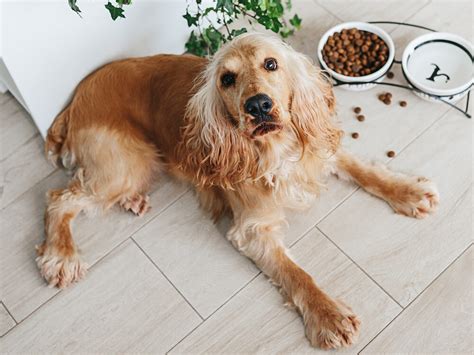 8 Most Prevalent Cocker Spaniel Health Issues | UKPets