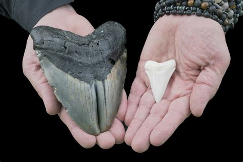 Top 43+ imagen megalodon fossil - Abzlocal.mx
