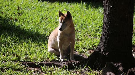 NEW GUINEA SINGING DOG | (CANIS LUPUS HALLSTROMI) The New Gu… | Flickr
