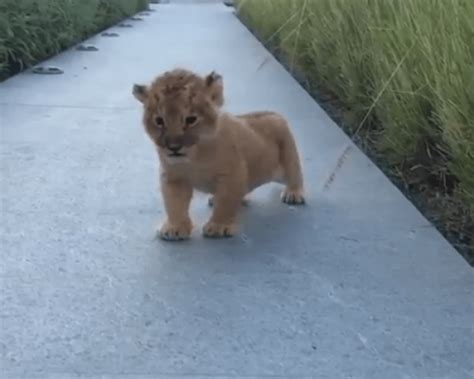 Baby lion learning to roar is the purest thing to grace the internet ...